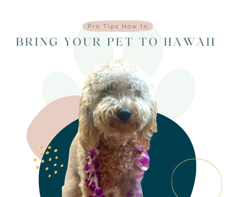 How To Take Your Dog To Hawaii